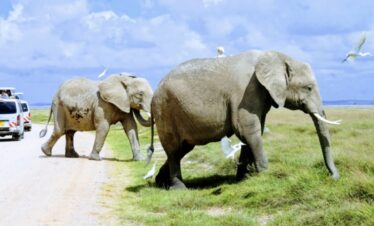 3 Days Amboseli National Park Safari