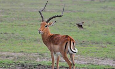 5 Days Maasai Mara, Lake Nakuru and Amboseli private Safari