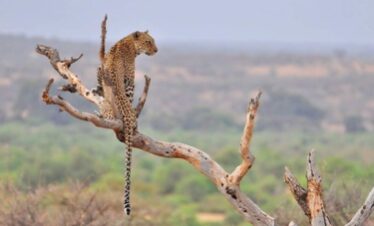 3 Days Maasai Mara Fly-in Safari