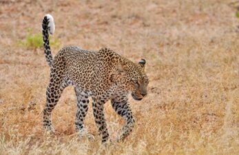 3 Days/2 Nights Masai Mara Fly-in Safari