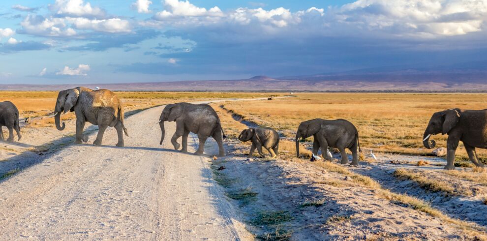 Amboseli National Park