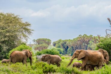 Elephants In a National Reserve