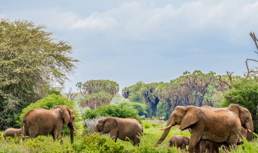 A Day in the Life of a Safari Guide