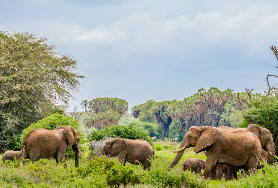 Elephants In a National Reserve