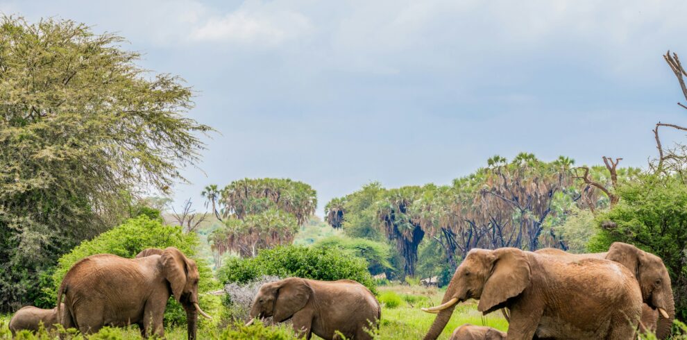 Elephants In Samburu National Reserve