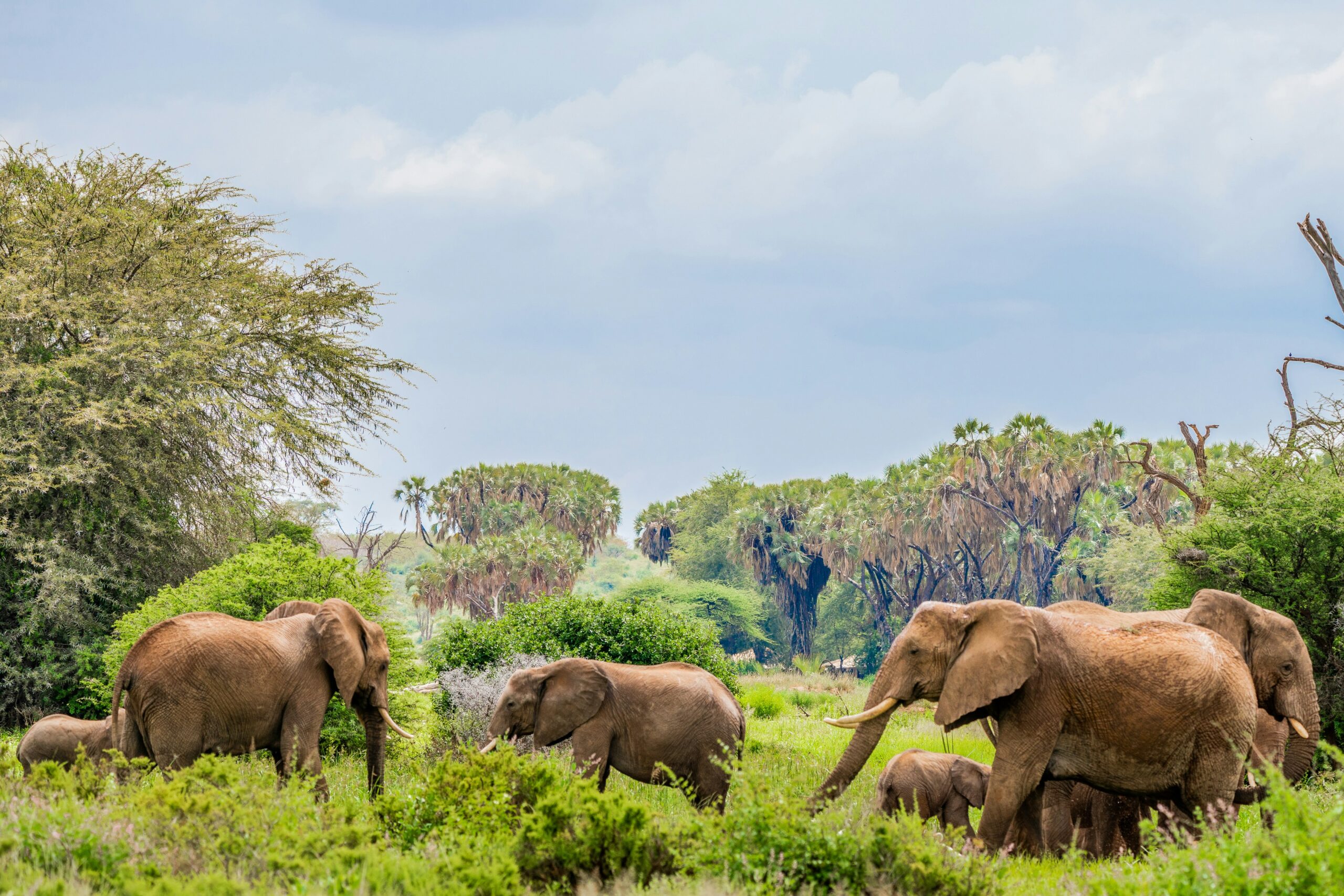 Elephants In a National Reserve