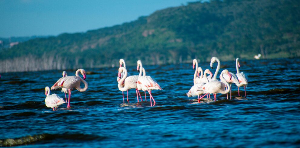 Lake Nakuru
