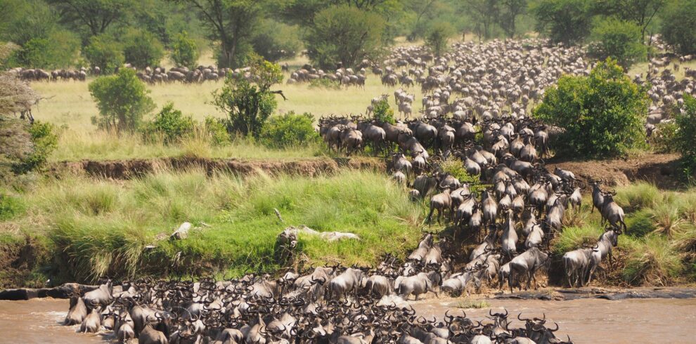 Wilderbeast Migration Maasai Mara