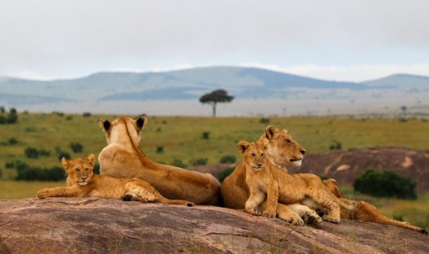 Planning Your First Kenyan Safari from Abroad with Arch Treks Safaris